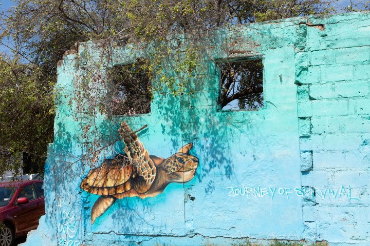 Sea turtle mural painted on a turquoise brick wall with trees above.